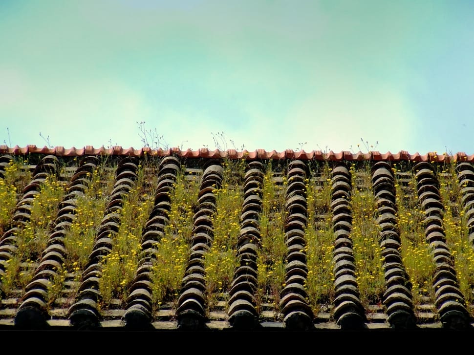 идеи по озеленению крыш
