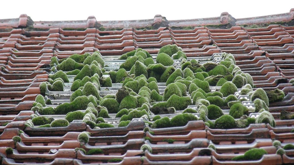 озеленение крыши